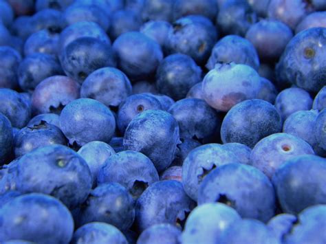 Free Images : grape, fruit, berry, food, produce, blueberry, blue ...