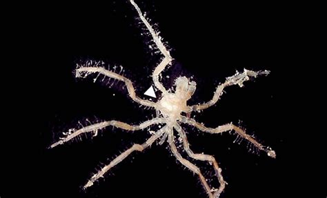 Scientists Discover Sea Spiders Thriving in Total Darkness, Feeding on ...