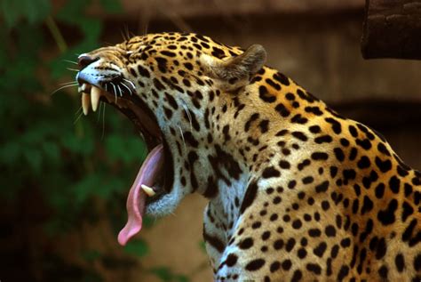 GIGANTES QUE DESAPARECEN: Jaguar: El jaguar tiene una mordedura ...