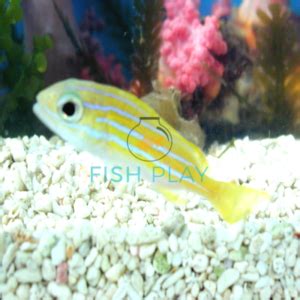 Image result for High Fin Snapper