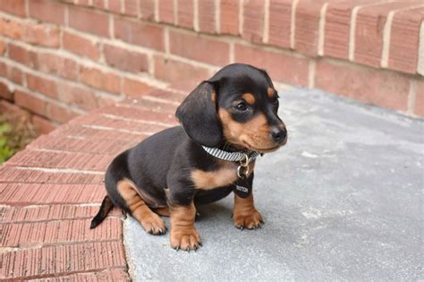 Black And Tan Mini Dachshund