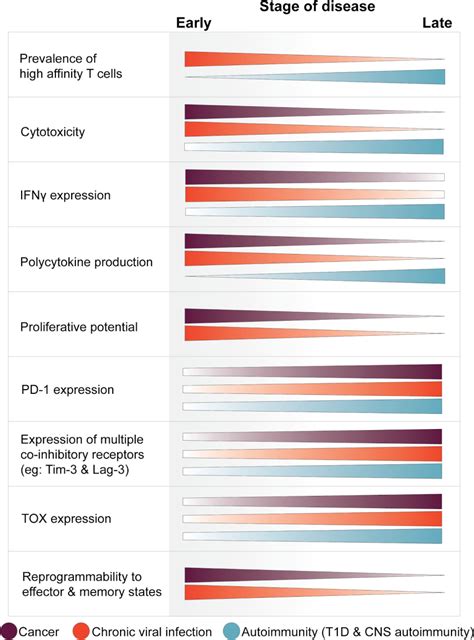 Not-so-opposite ends of the spectrum: CD8+ T cell dysfunction across ...