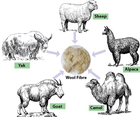 Image result for Process of Making Wool