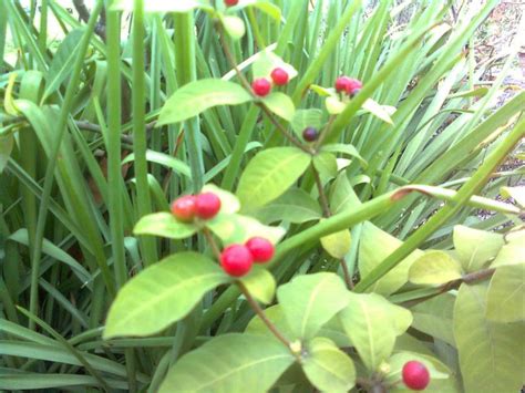 Kapebonavista patala garuda rauvolfia serpentina plant, it is a plant ...