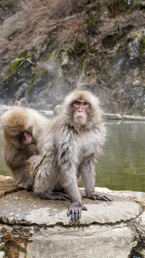 Guide to Japan Snow Monkeys | Couple in the Kitchen