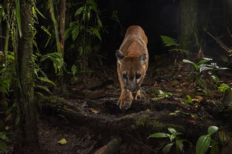 2022 Trail Camera Footage Captures Species Around the World in Rare ...