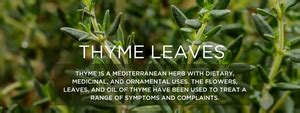 Thyme leaves- Health Benefits, Uses and Important Facts - PotsandPans India