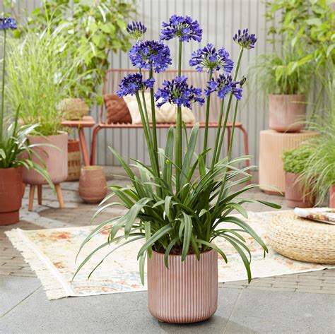 Buy agapanthus plants and agapanthus plant food