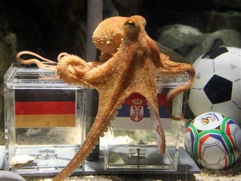 Image result for Octopus Solves Problem