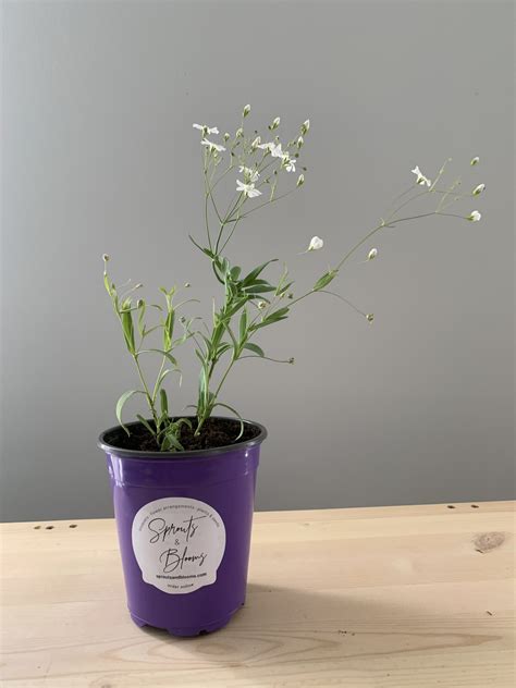Seedling Baby’s Breath “Covent Garden” – Sprouts and Blooms