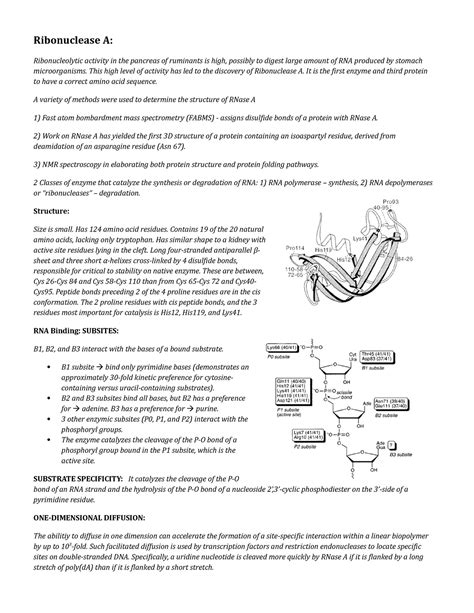 Ribonuclease A: Catalytic mechanism - Ribonuclease A: Ribonucleolytic activity in the pancreas ...