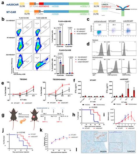 Cancers | Special Issue : Pancreatic Cancer Treatment: Immunotherapy ...