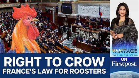 French Law Protects Crowing Roosters & Smelly Manure | Vantage with ...