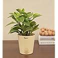 Ugaoo Peperomia Variagated Live Plant With Self Watering Pot : Amazon ...