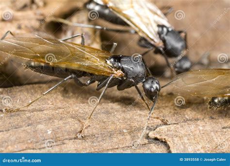 Winged Carpenter Ant Closeup Stock Photo - Image of close, pest: 3893558