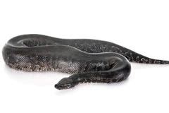 Short Tail Python Complex 的图像结果