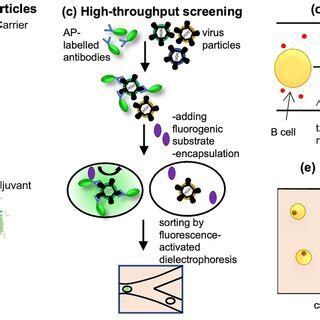 Image result for Definity Injection