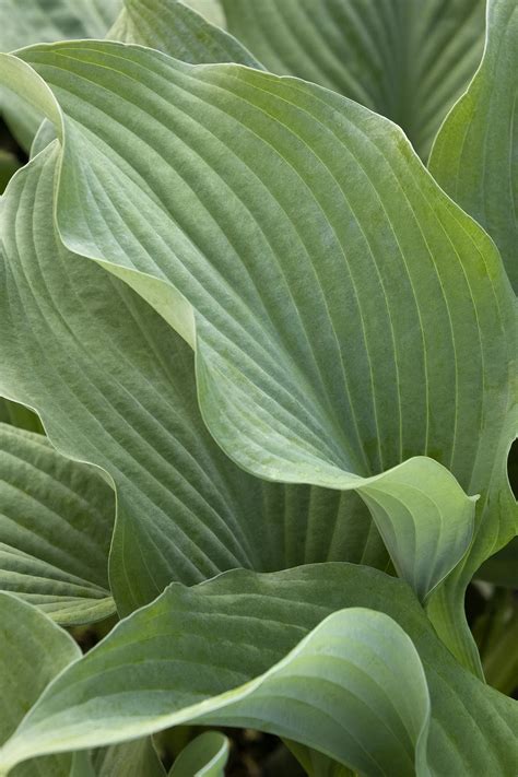 Krossa Regal Hosta, Hosta x 'Krossa Regal', Monrovia Plant