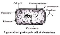 Class 8 Science Sample Question Paper - 7 - Science Class 8 PDF Download