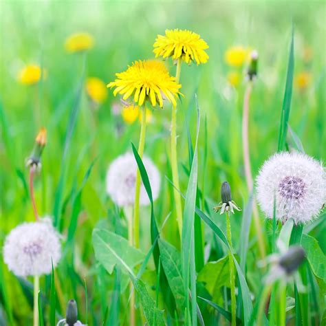 Image result for Small Spring Compressor Tool