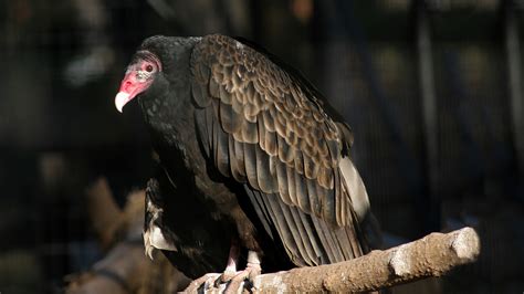 Turkey Vulture - Elmwood Park Zoo