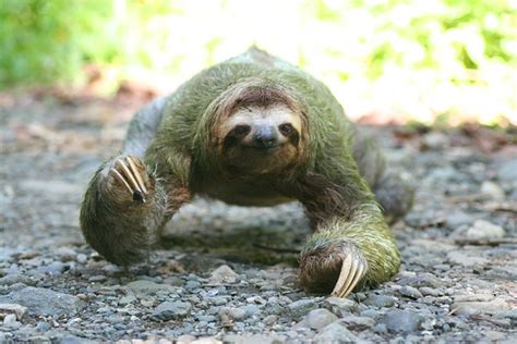 Image result for Sloth Guide Vesteria