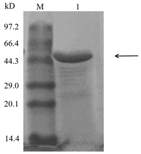 Characterization of a Novel Fe2+ Activated Non-Blue Laccase from ...