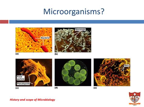 branches, history and scope of microbiology | PDF