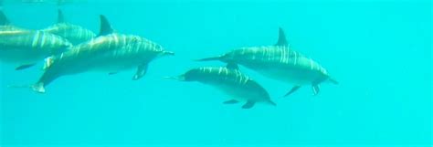 SATAYA DOLPHIN REEF (2026) All You Need to Know BEFORE You Go (with ...