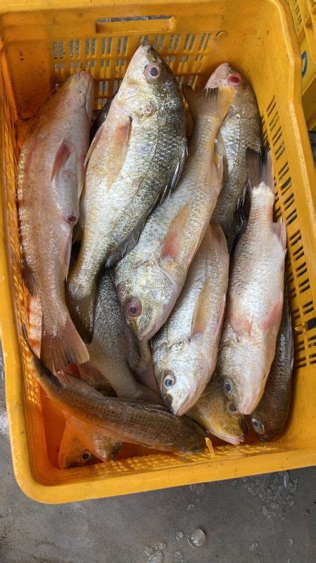 Fresh Yellow Snapper Fish Supplier from Baleshwar