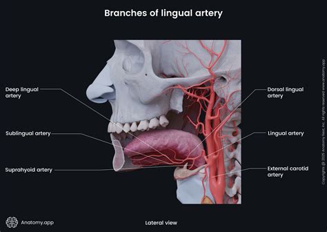 External carotid artery | Anatomy.app