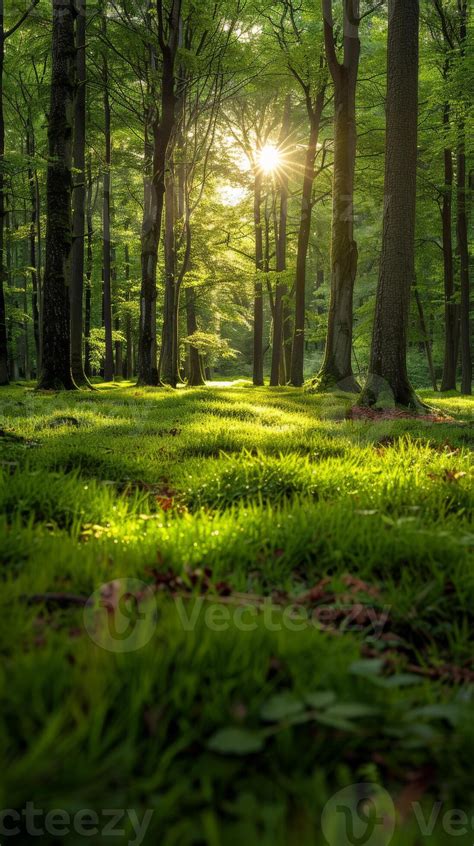 森林 的图像结果