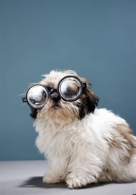 Dogs With Glasses Captions at Edith Carter blog