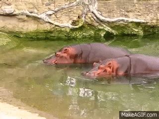 Image result for Hippo Has Exploding Diarrhea