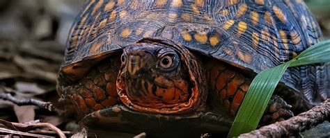 Download wallpaper 2560x1080 eastern box turtle, turtle, wildlife dual ...