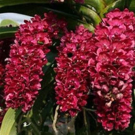 Rhynchostylis