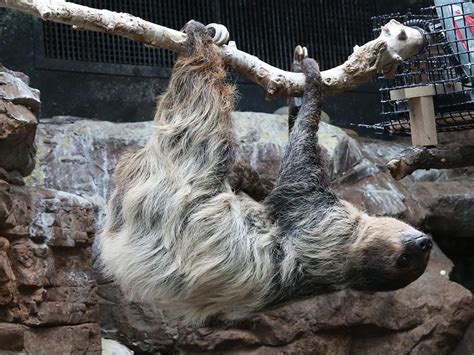 Image result for Linne's Two-Toed Sloth