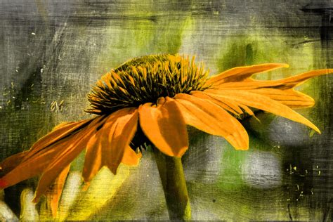 Flower, Spanish Daisy, Art Free Stock Photo - Public Domain Pictures