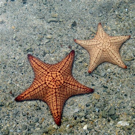 Gulf Of Mexico Starfish Species