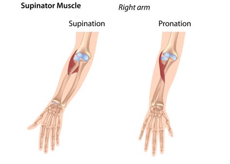 Image result for Supinator Muscle Function