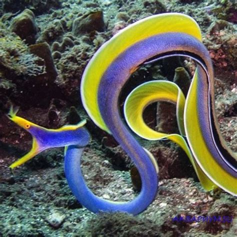 什么是七鳃鳗 - 鱼百科