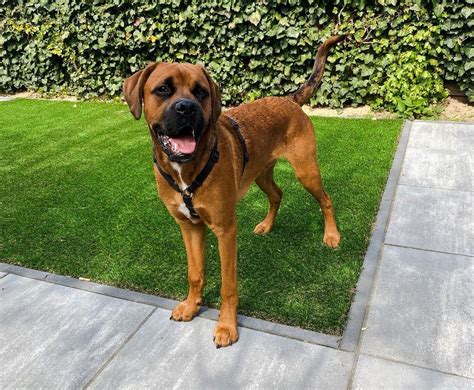 Boxer and Lab Mix 的图像结果