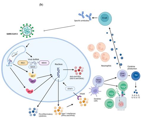 Biology | Special Issue : Improving Immune Responses to Respiratory ...