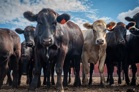 Cattle on Feed Report Signals Herd Expansion Has Not Started - ProAg
