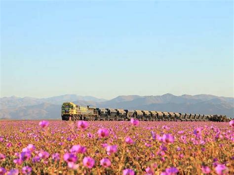 Historic rains transform the driest place on Earth into a floral oasis ...