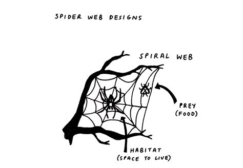 Why do spiders make webs? - stemeez