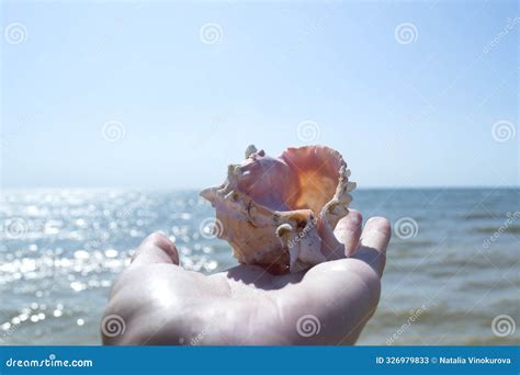 Image result for Conch Shell Animal