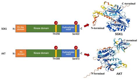 Unraveling the Potential of SGK1 in Osteoporosis: From Molecular ...