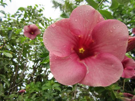 Our Beck Treks: Dear Dominican Republic