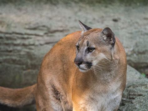 aukce Ozdobný Slum black puma face photography polévka Dcera Sourozenci
